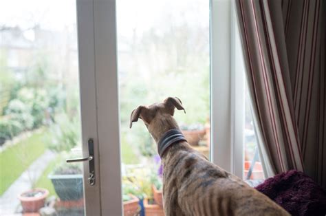 battersea dog donation|Support us .